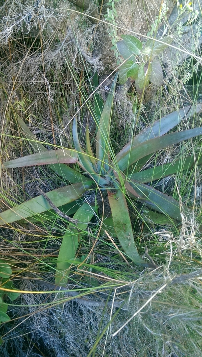 Aloe andringitrensis photo 2