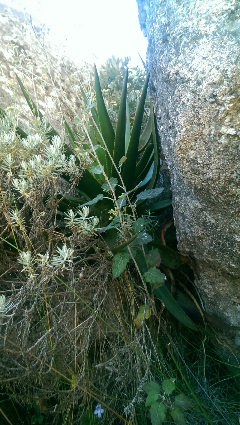 Aloe andringitrensis photo 4