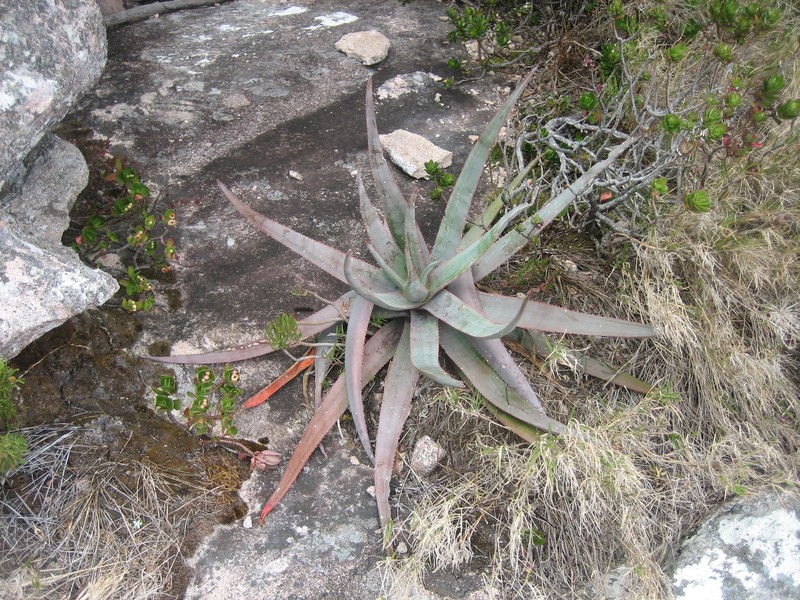 Aloe andringitrensis photo 6