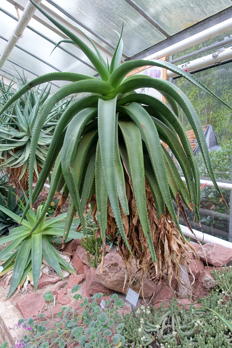 Aloe angelica
