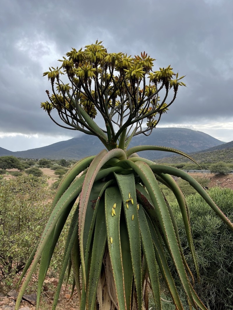 Aloe angelica photo 2