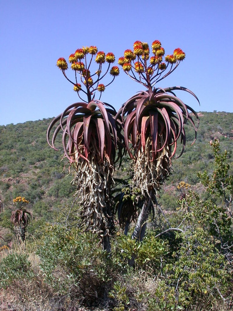 Aloe angelica photo 3