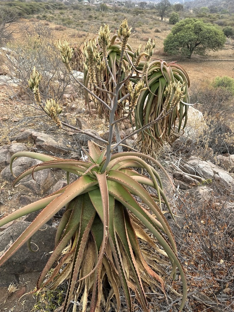 Aloe angelica photo 4