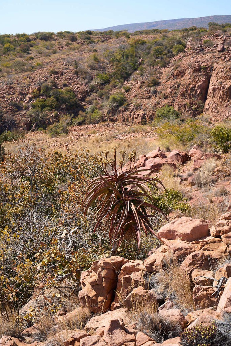 Aloe angelica photo 5