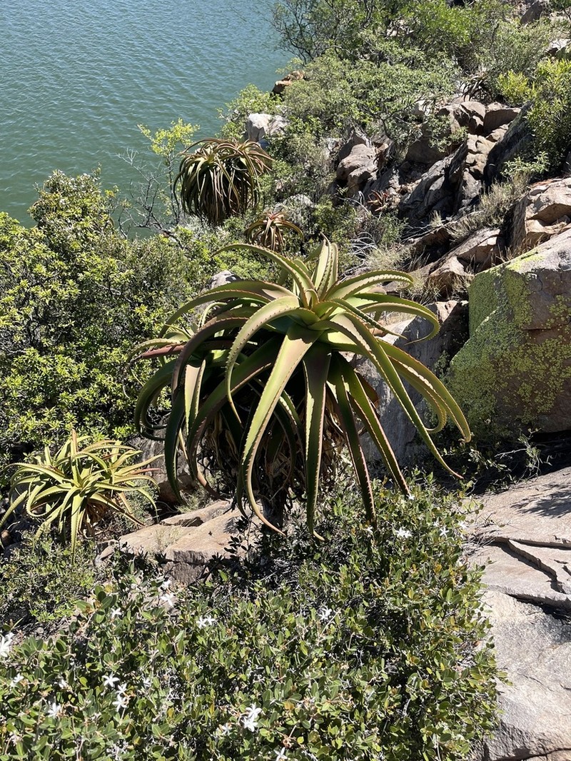 Aloe angelica photo 6