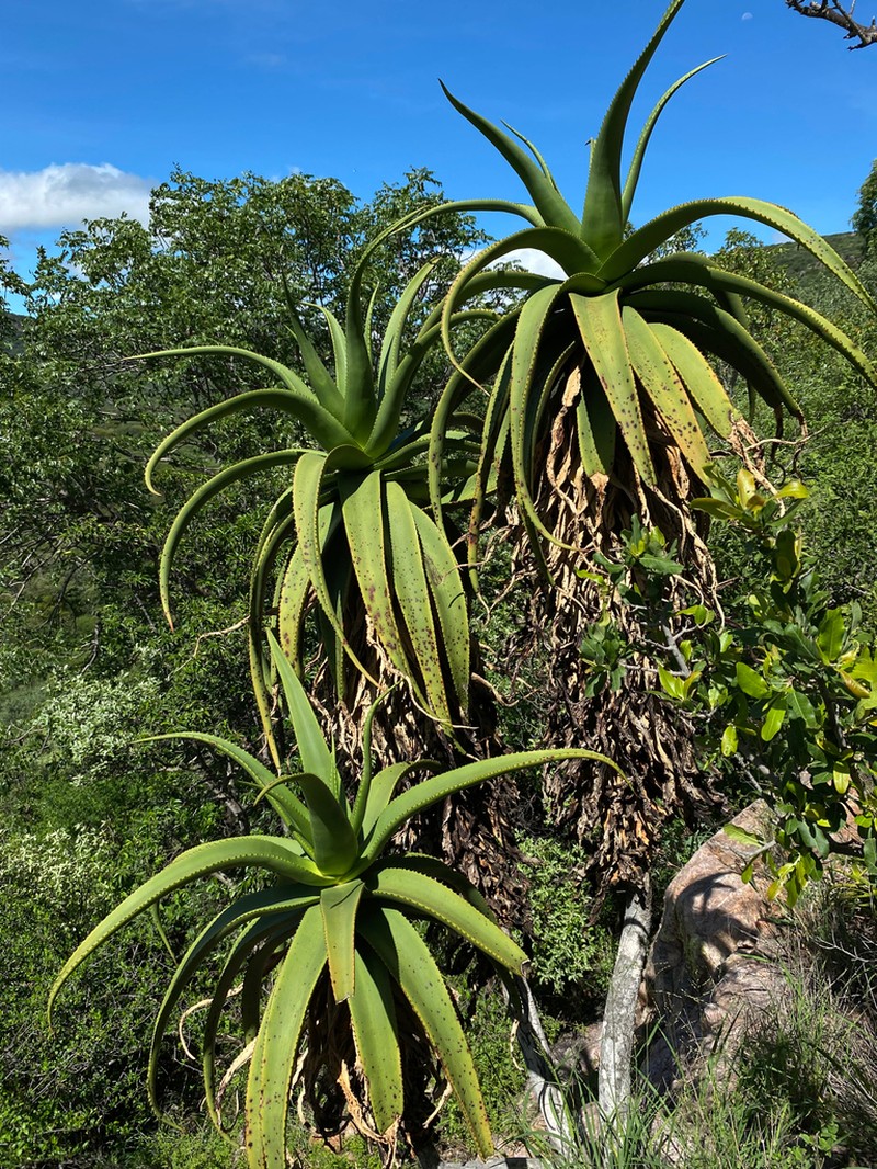 Aloe angelica photo 7