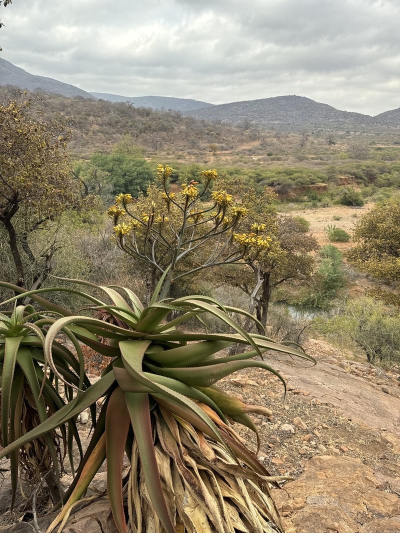 Aloe angelica photo 8