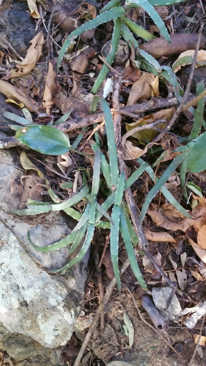 Aloe anivoranoensis