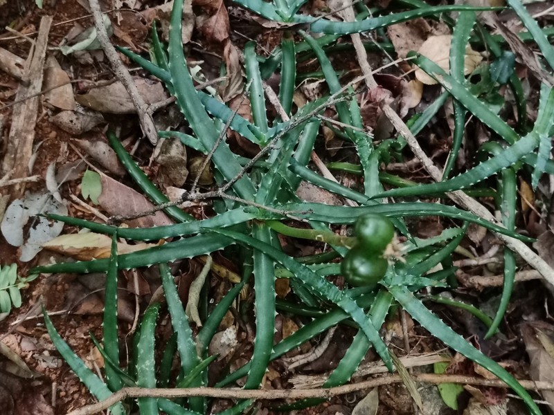 Aloe anivoranoensis photo 2