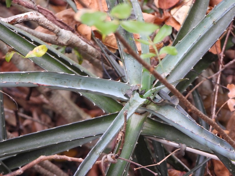 Aloe anivoranoensis photo 4