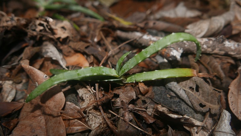 Aloe anivoranoensis photo 5