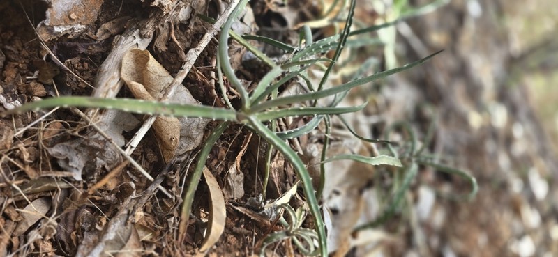 Aloe anivoranoensis photo 6
