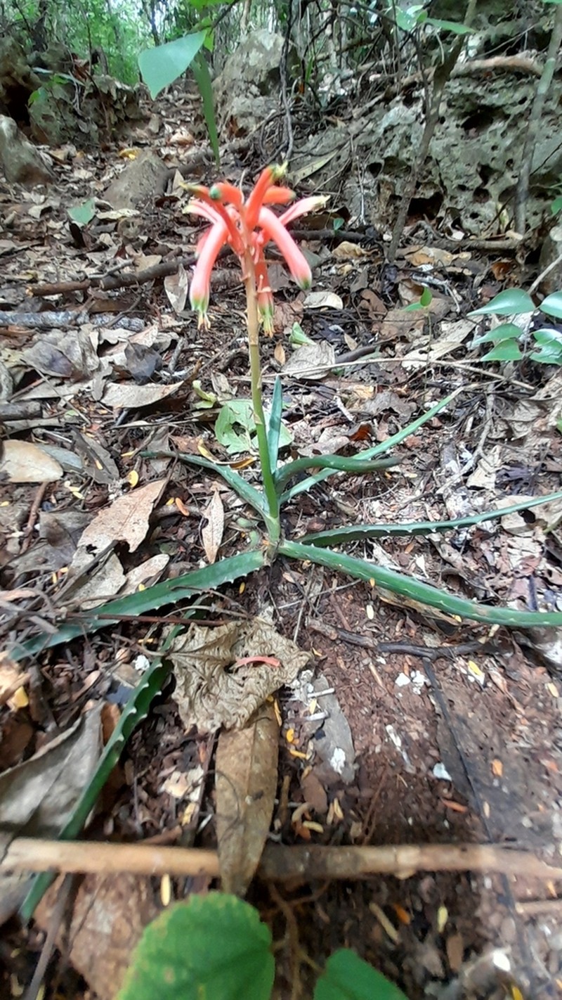 Aloe anivoranoensis photo 7