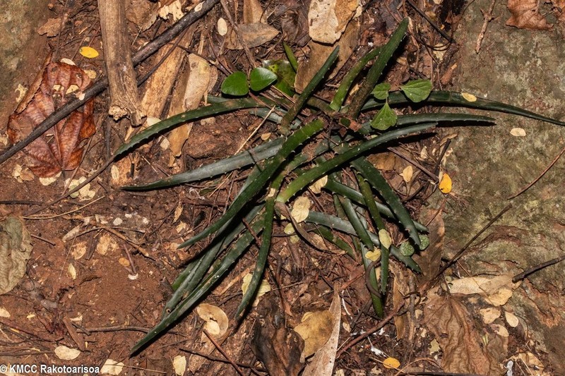 Aloe anivoranoensis photo 8