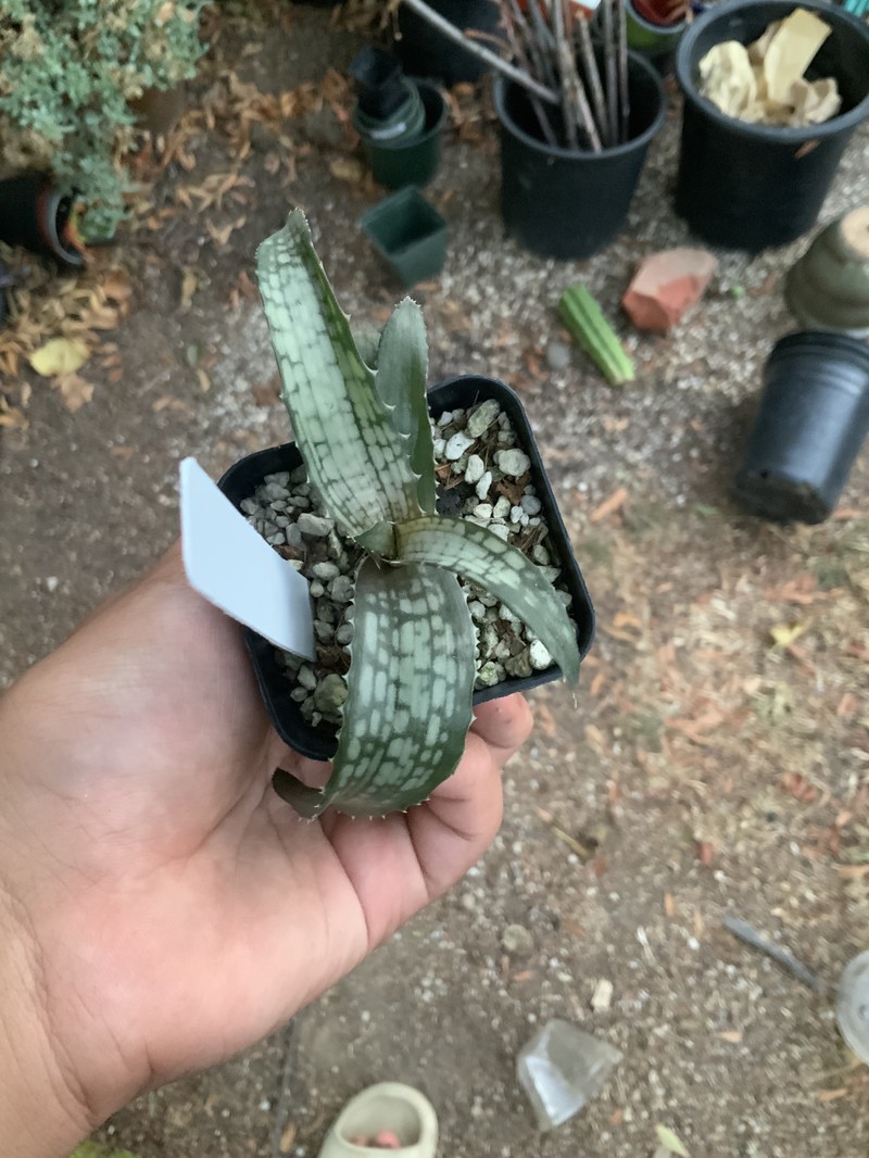 Aloe ankaranensis