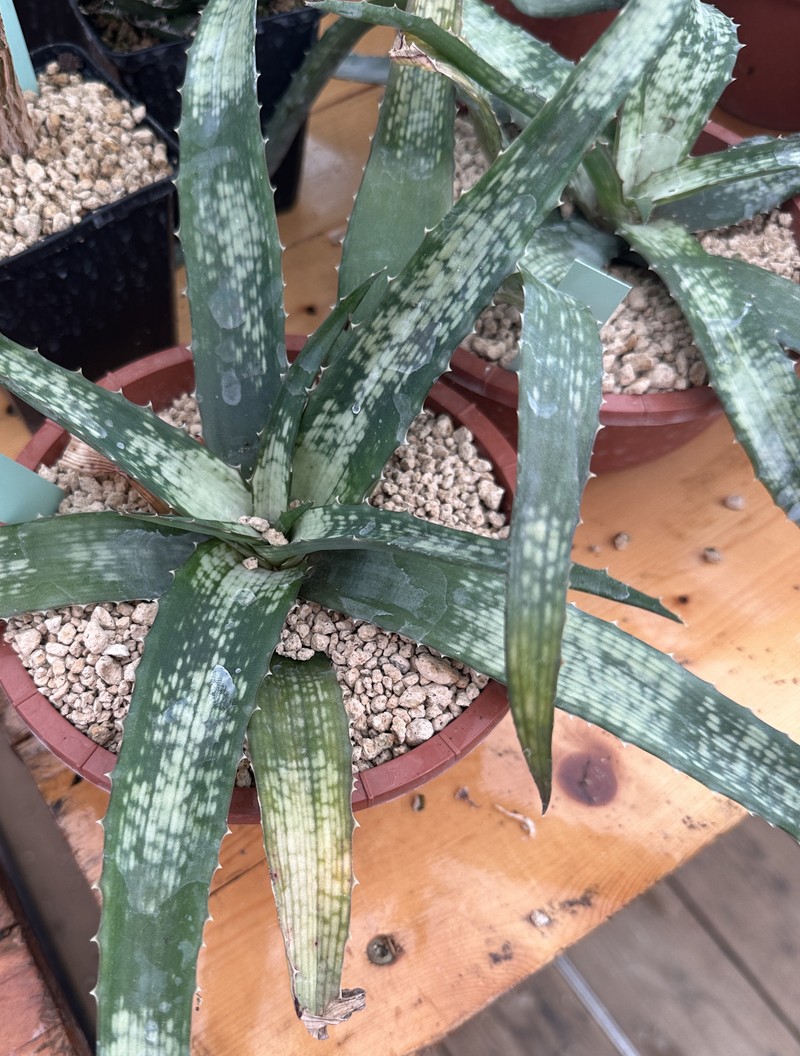 Aloe ankaranensis photo 2