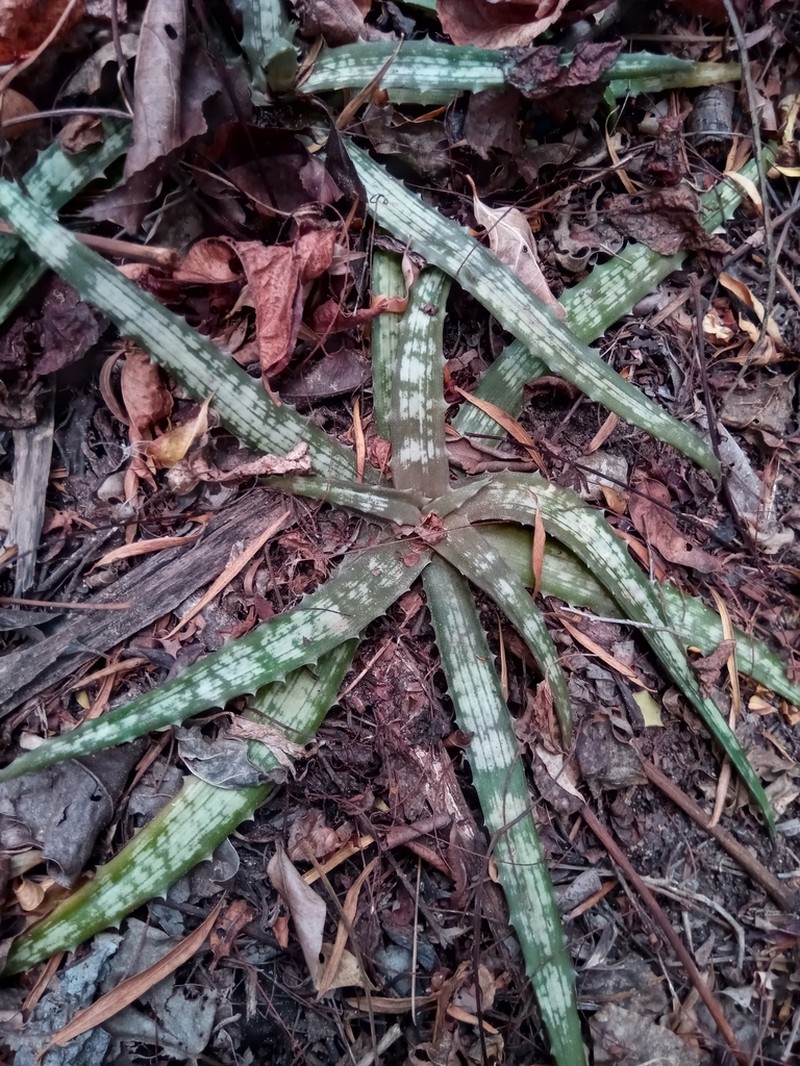 Aloe ankaranensis photo 3