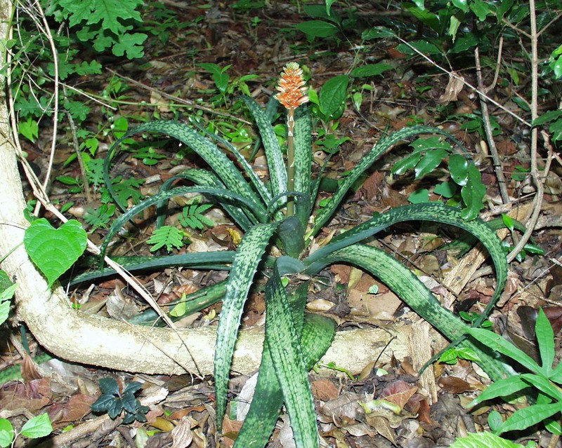 Aloe ankaranensis photo 4