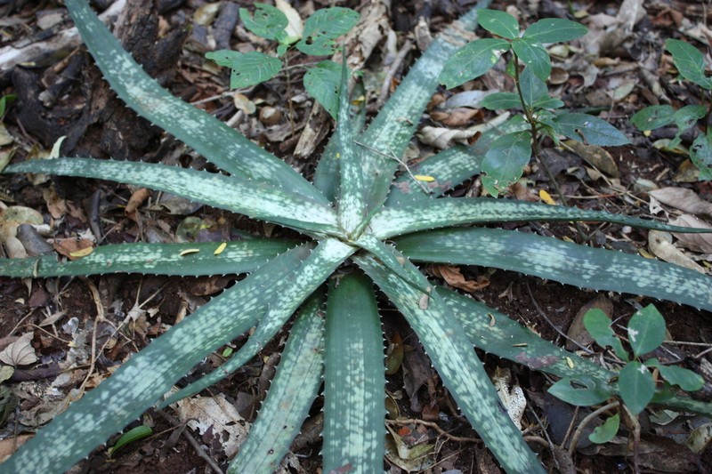 Aloe ankaranensis photo 5