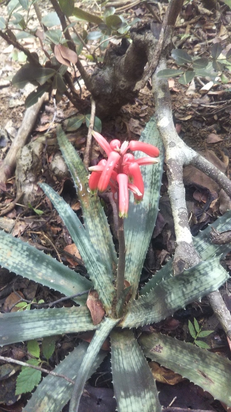 Aloe ankaranensis photo 6