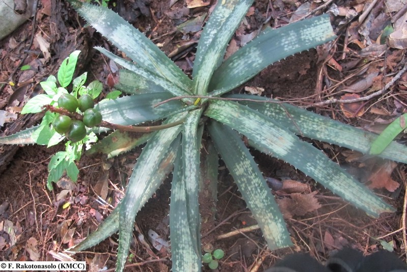 Aloe ankaranensis photo 7