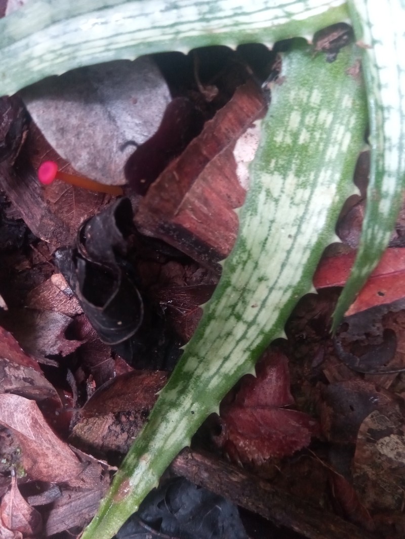 Aloe ankaranensis photo 8