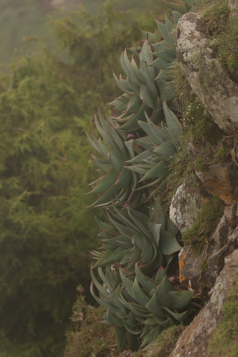 Aloe ankoberensis photo 3
