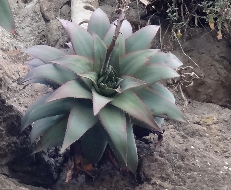Aloe ankoberensis photo 4