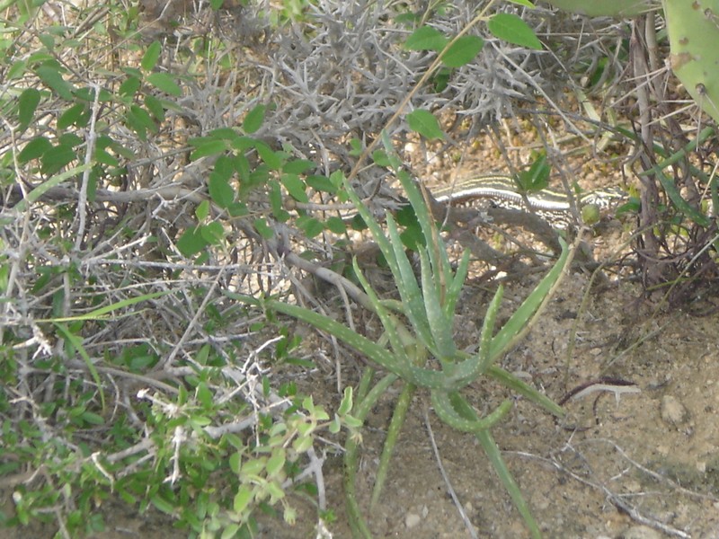 Aloe antandroi