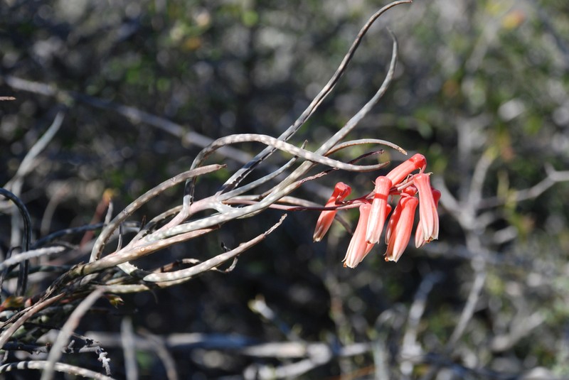 Aloe antandroi photo 2