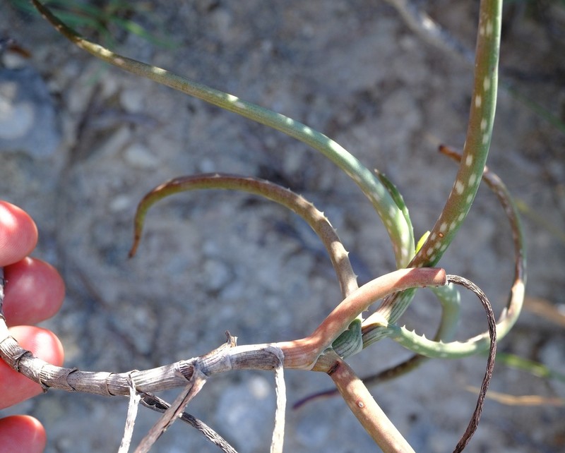 Aloe antandroi photo 3