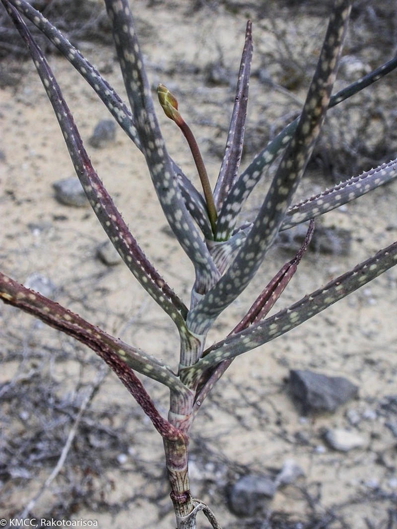 Aloe antandroi photo 6