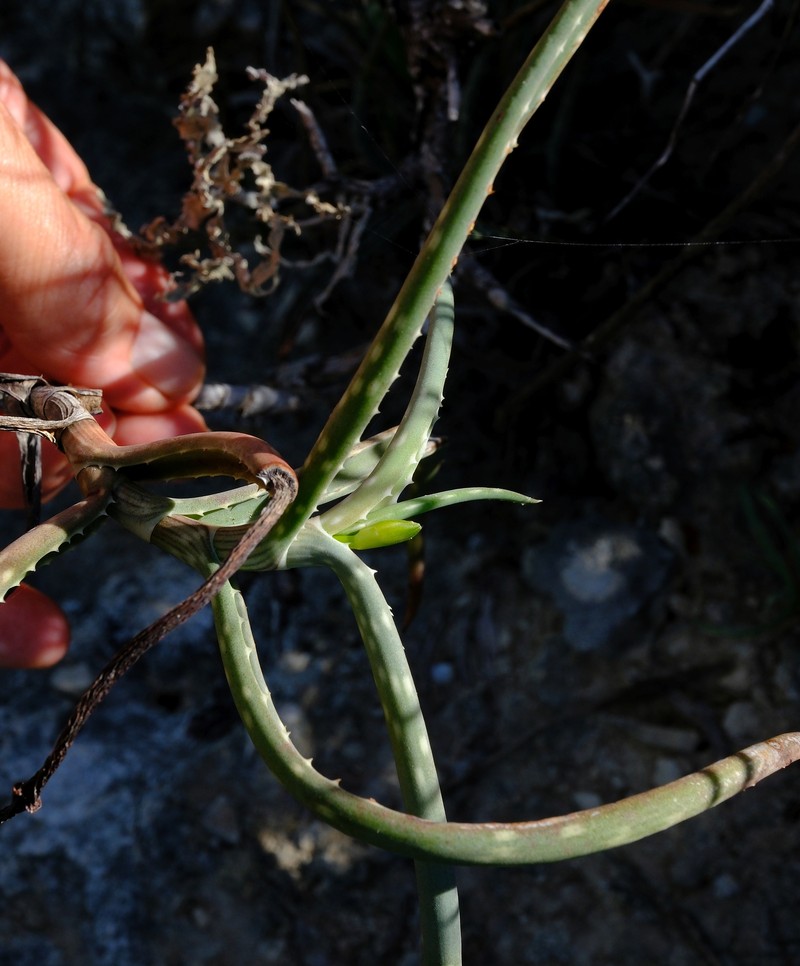 Aloe antandroi photo 7