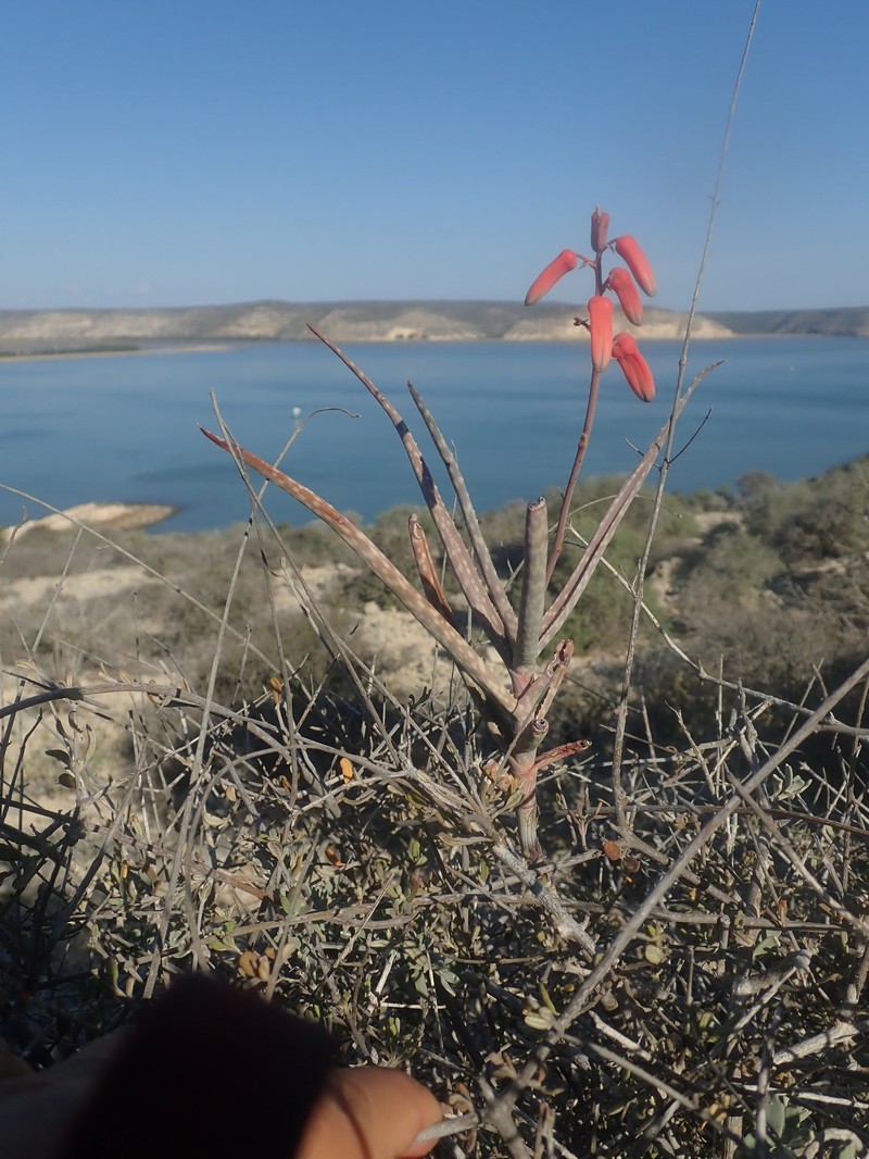 Aloe antandroi photo 8