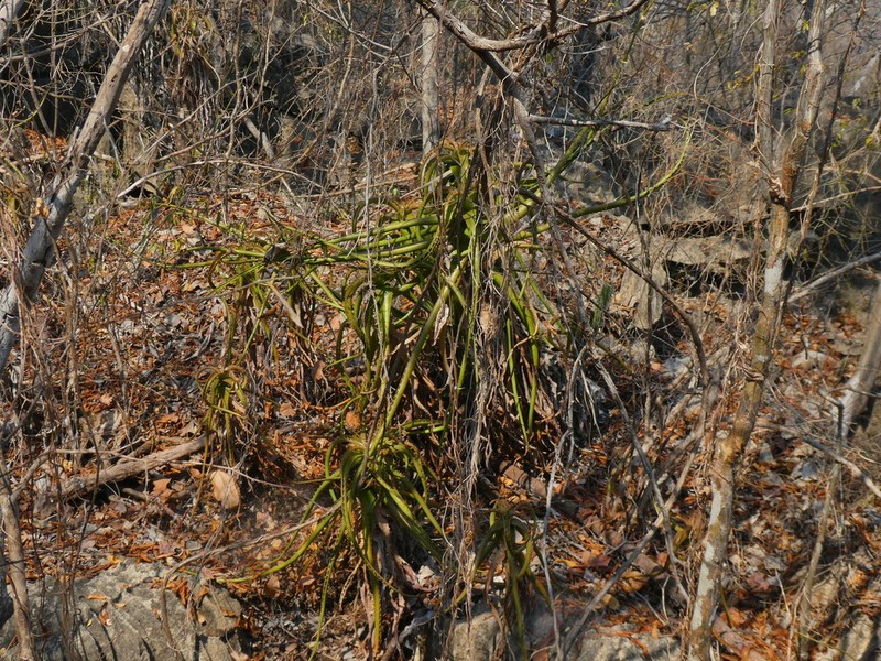 Aloe antonii
