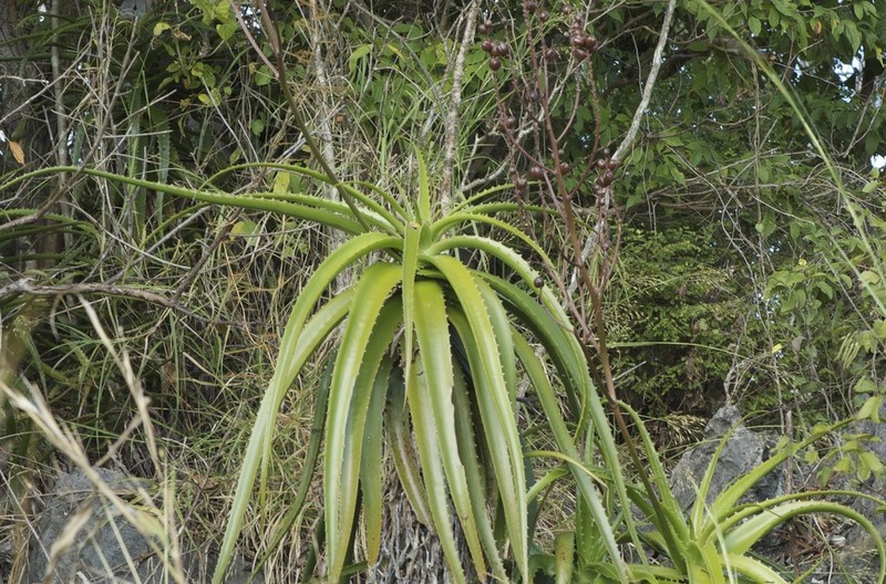 Aloe antonii photo 2