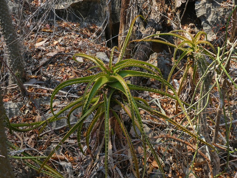 Aloe antonii photo 4