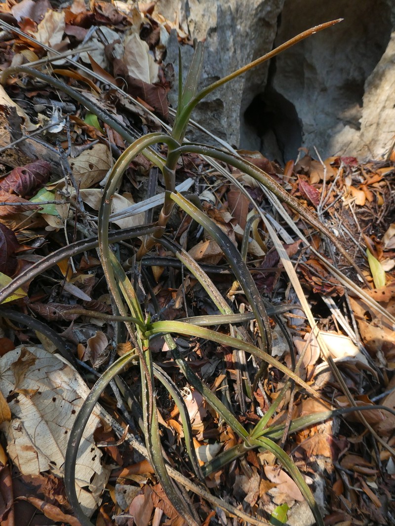Aloe antsingyensis