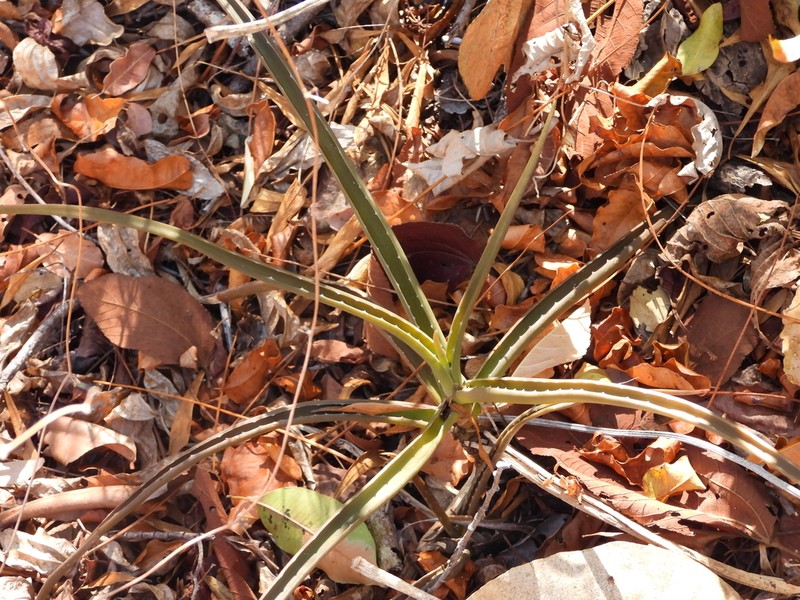 Aloe antsingyensis photo 2