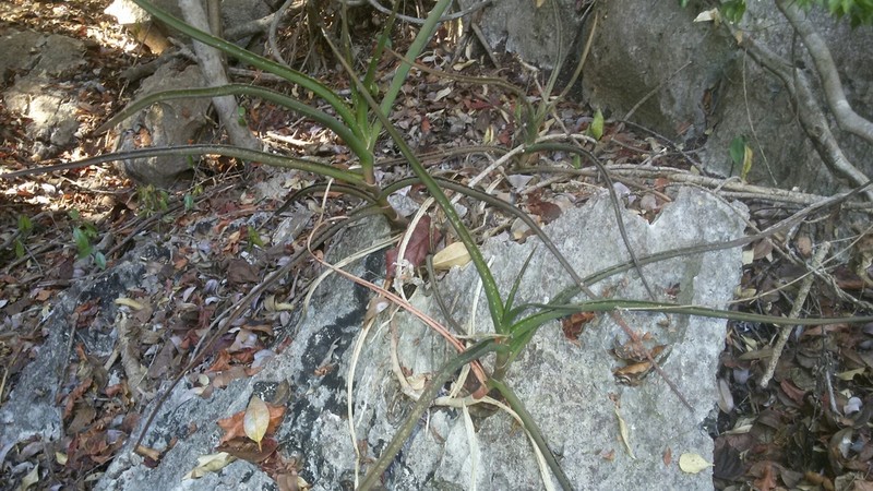 Aloe antsingyensis photo 3
