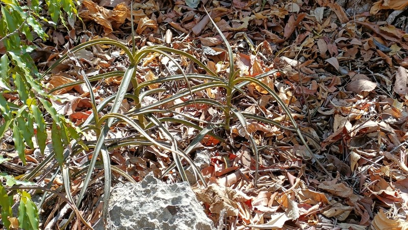 Aloe antsingyensis photo 5