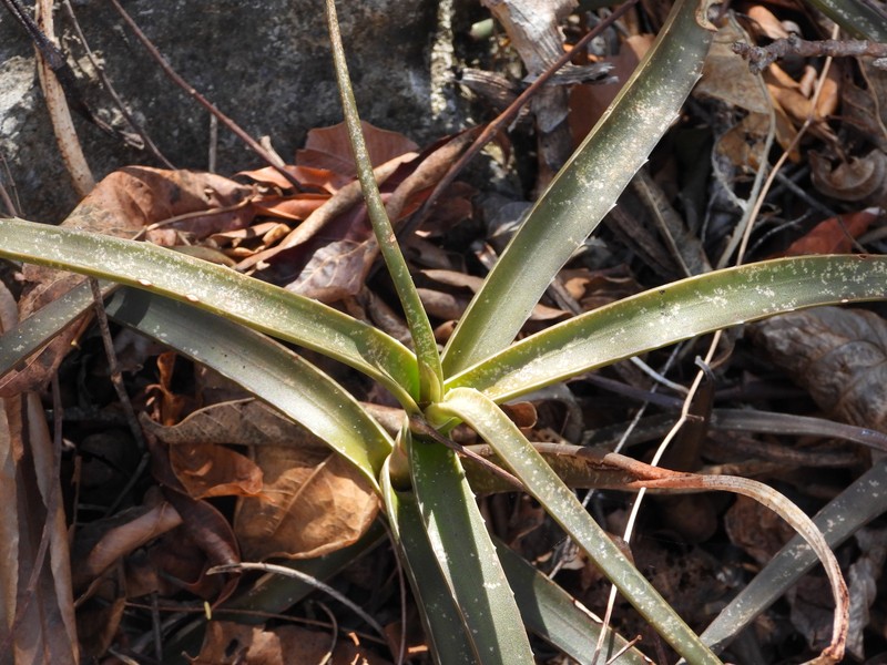 Aloe antsingyensis photo 7