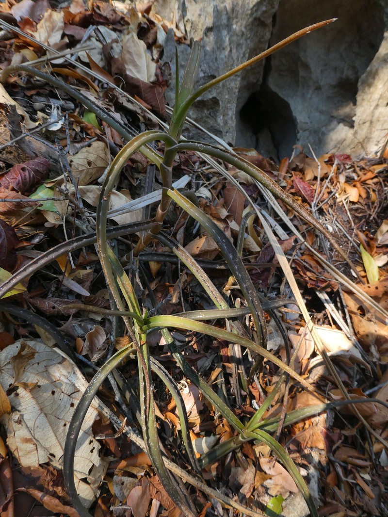 Aloe antsingyensis photo 8