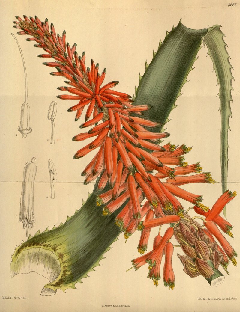 Candelabra Aloe photo 2