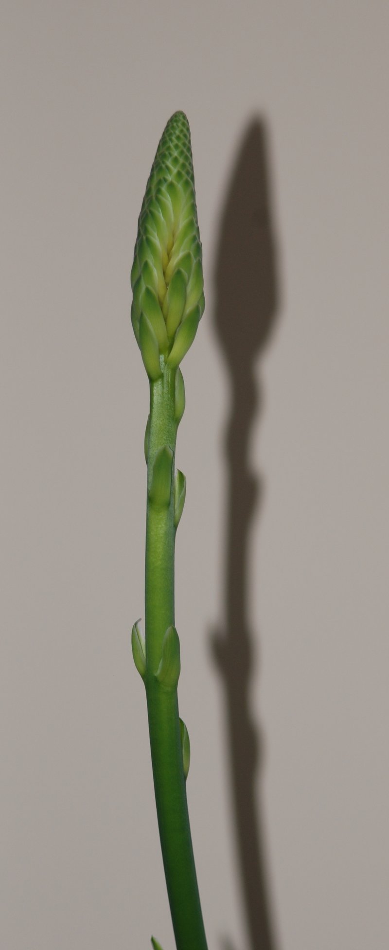 Candelabra Aloe photo 3