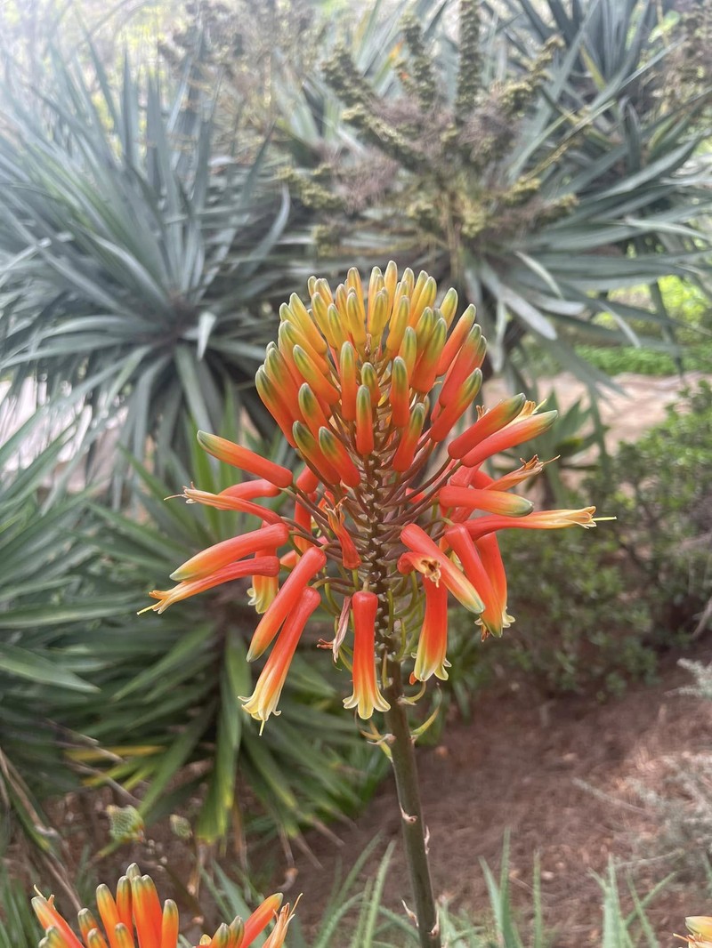 Candelabra Aloe photo 4
