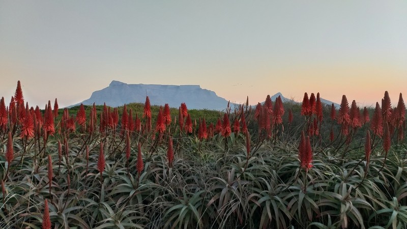 Candelabra Aloe photo 5