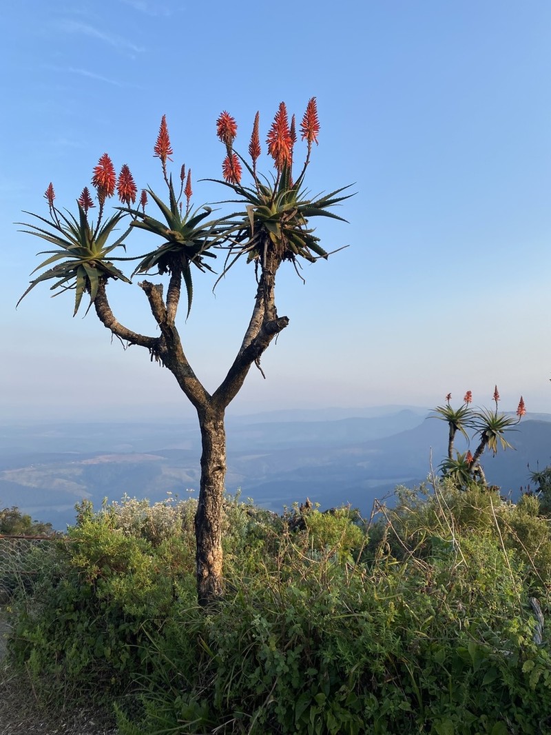 Candelabra Aloe photo 6