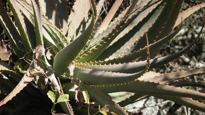 Candelabra Aloe photo 7