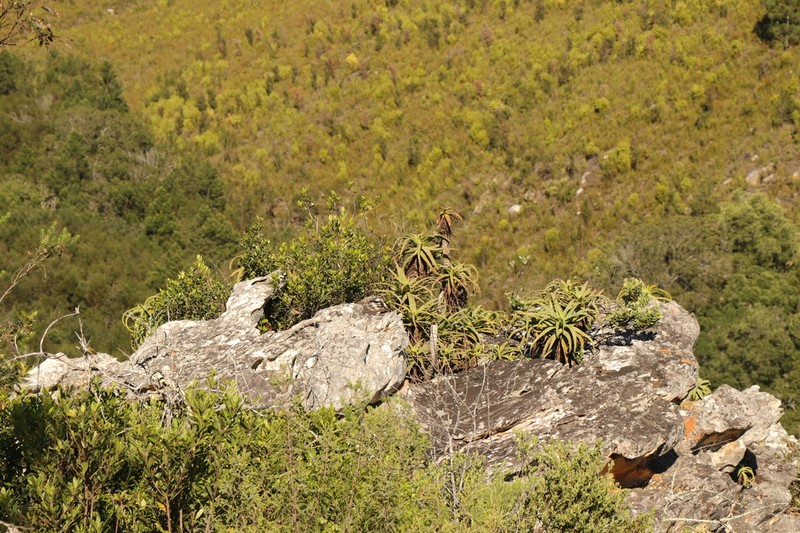 Candelabra Aloe photo 8